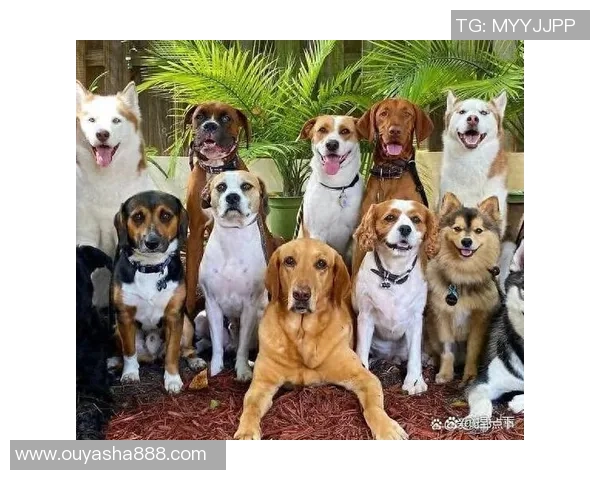 足球明星与他们心爱的犬类伙伴揭秘，谁是他们的忠实陪伴者