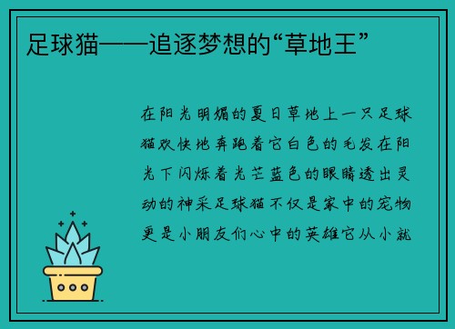 足球猫——追逐梦想的“草地王”